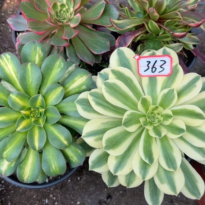多肉植物363不售后