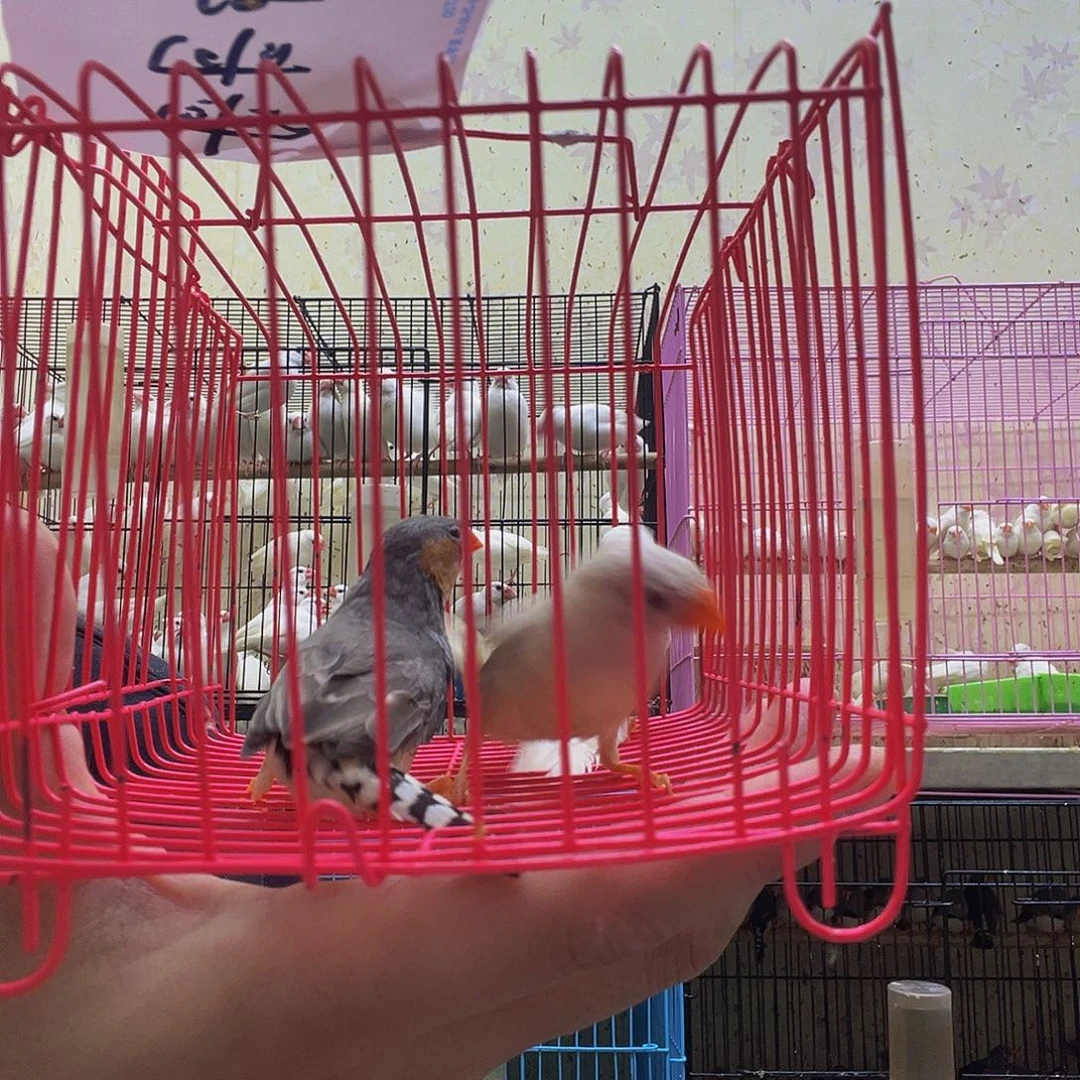 御***哥珍珠鸟三只鸟珍珠鸟