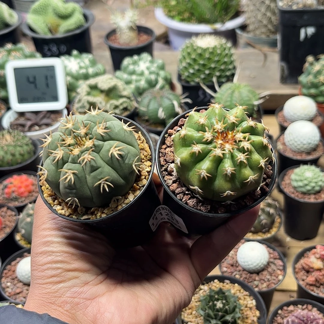 l***提111233一物一拍单头发货仙人球