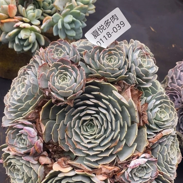 夏悦多肉0118-39天赐