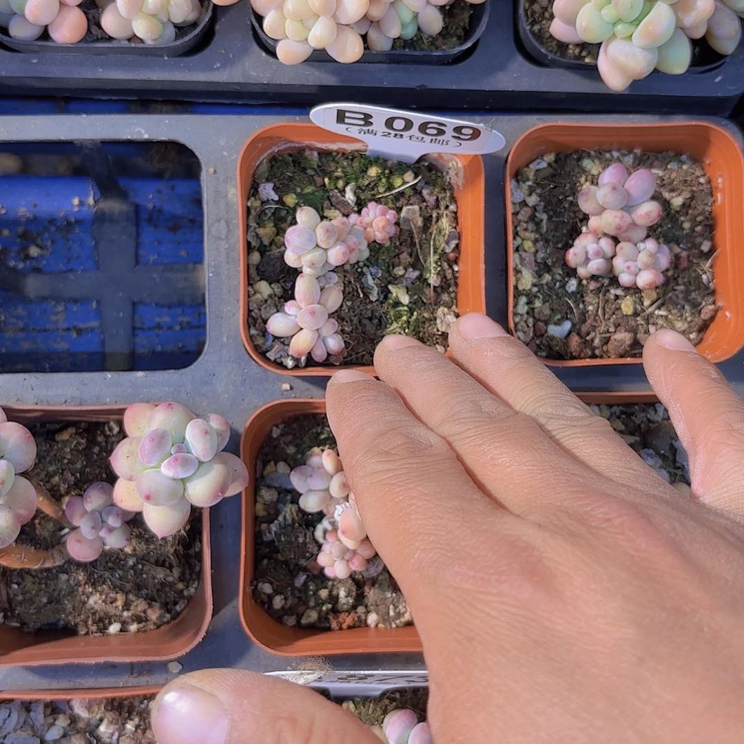 波*妞B069萤火虫一物一拍