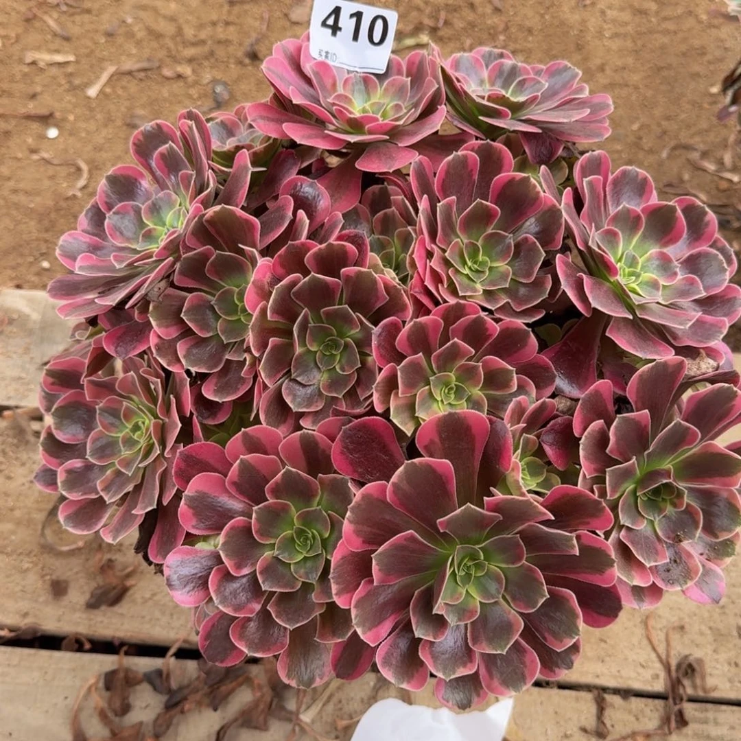 410凤冠多肉植物
