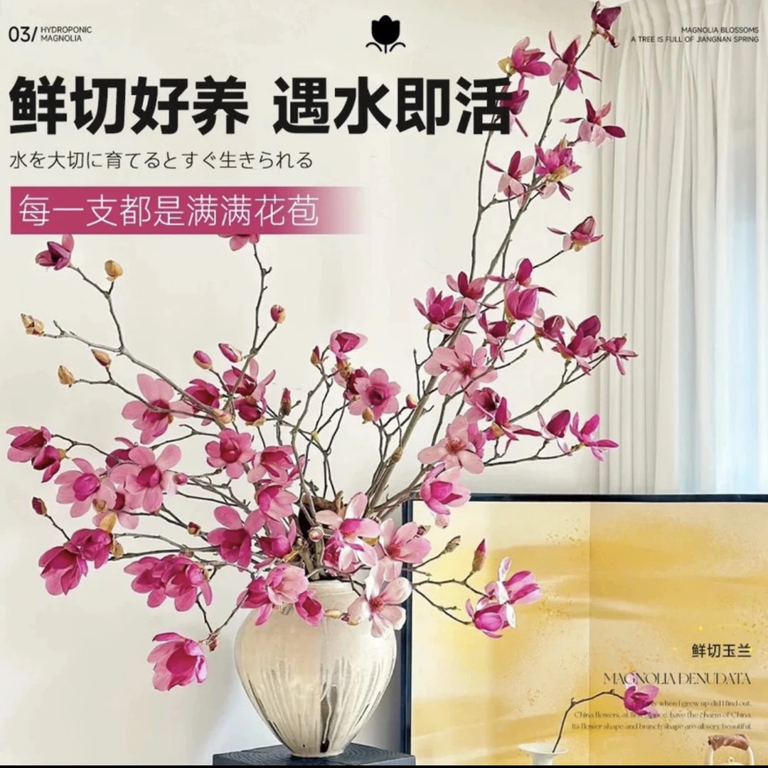 玉兰花鲜切枝带花苞水培植物室内好养易活森系