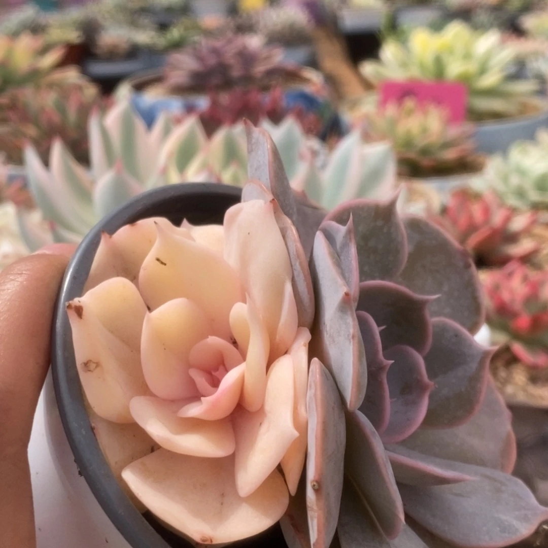 197双子座锦锦锦锦锦锦锦