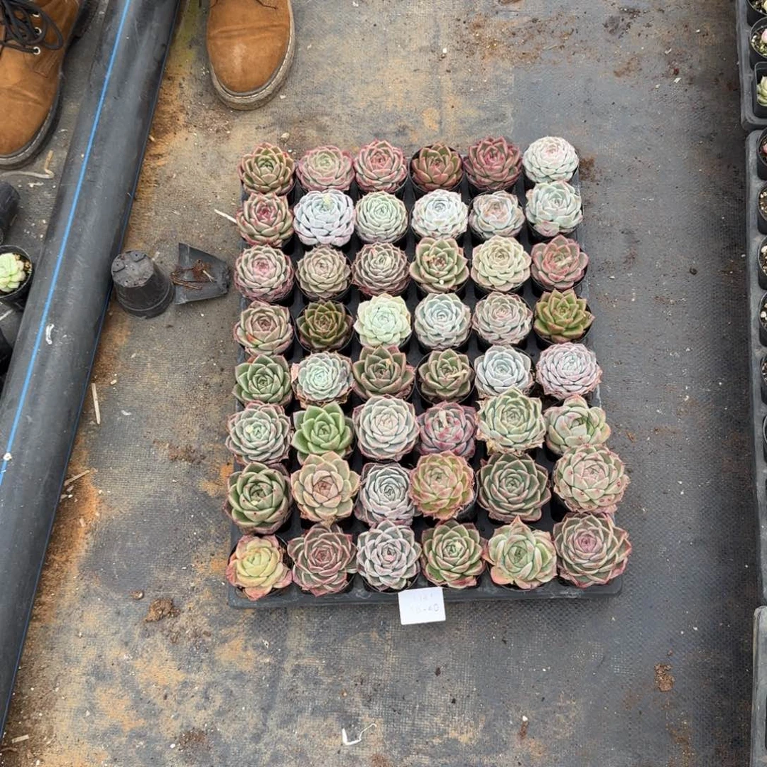 绿菜一筐量拍18-40