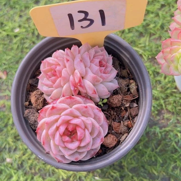 健健康康平平安安