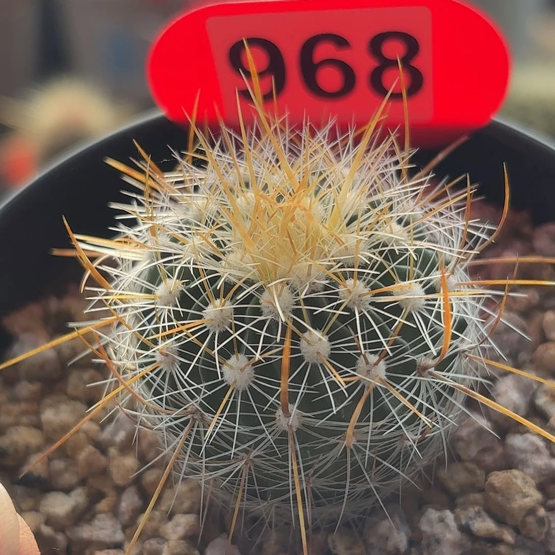 仙人球实生多棱玉雪溪