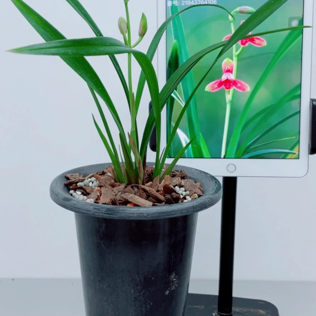 【闪购商品】无花朵淡*