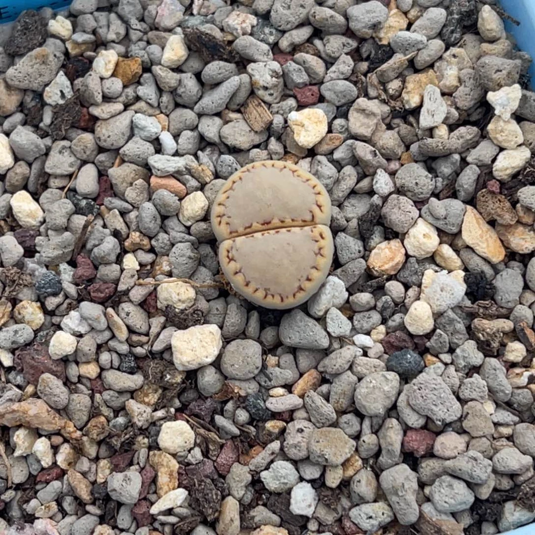 1283净窗金边饼干一颗