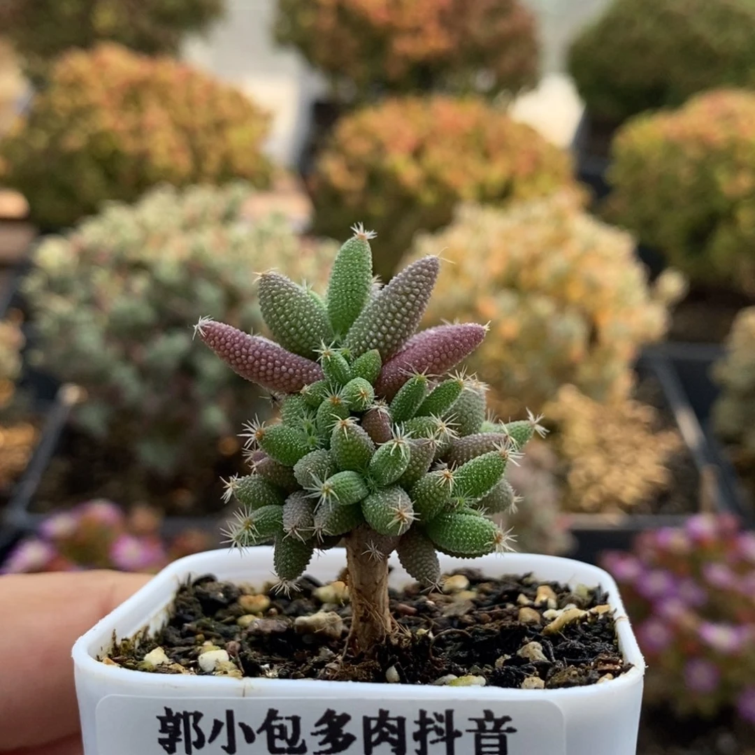 实生玉米1713枝干番杏