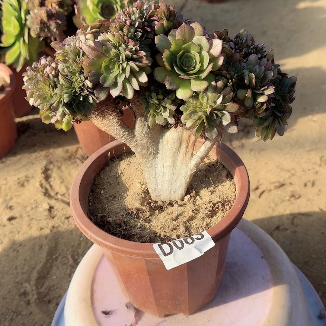 063万缀一颗呀呀