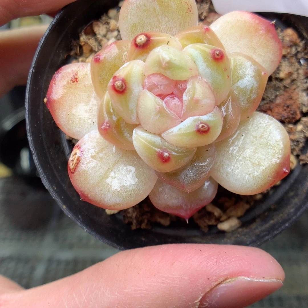 A61y y y y y y y yy y y