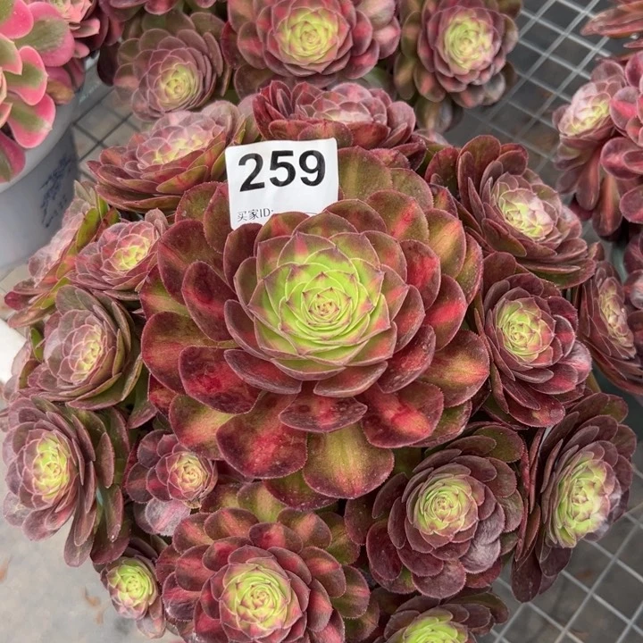 259抹茶25厘米左右嫩庄