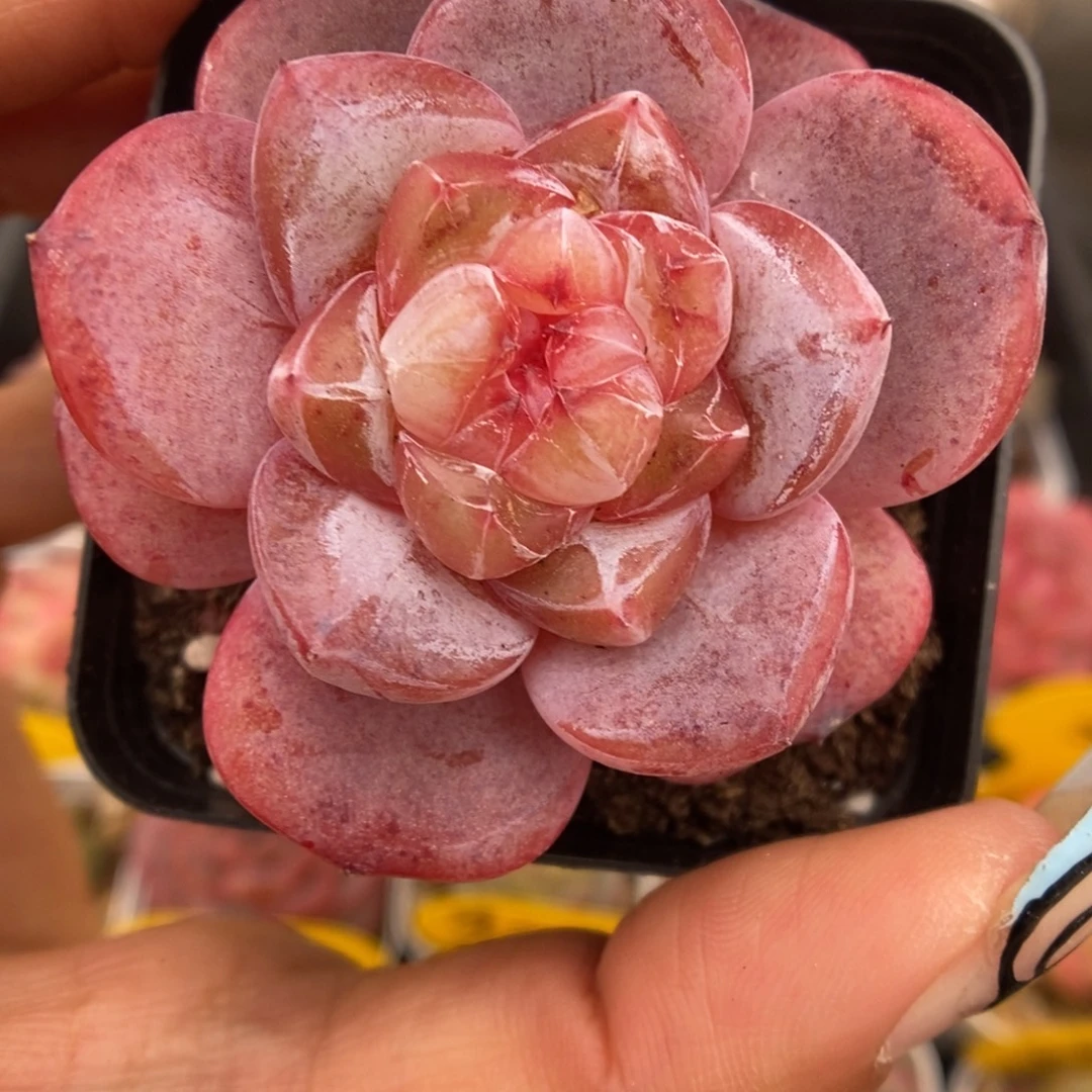 星河可拍519号。