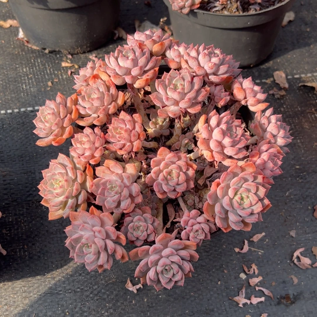 多肉小叶红粉佳人【满18包邮】