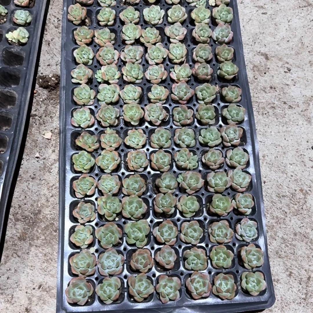 全心全意一物一拍