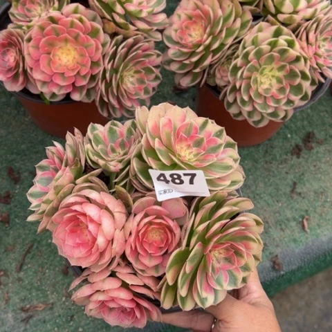 A***惯487荔枝朵朵多肉，