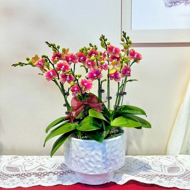 【金蝶】蝴蝶兰 紫红色 中小花型 蜡质花 经典款客厅花卉摆件