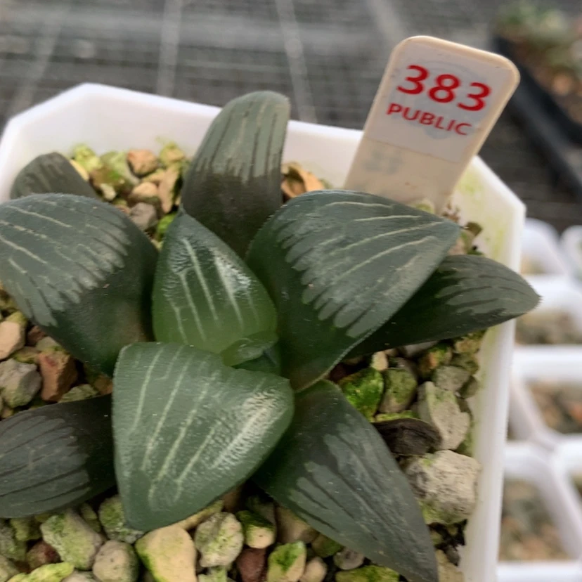 【闪购商品】383云间克