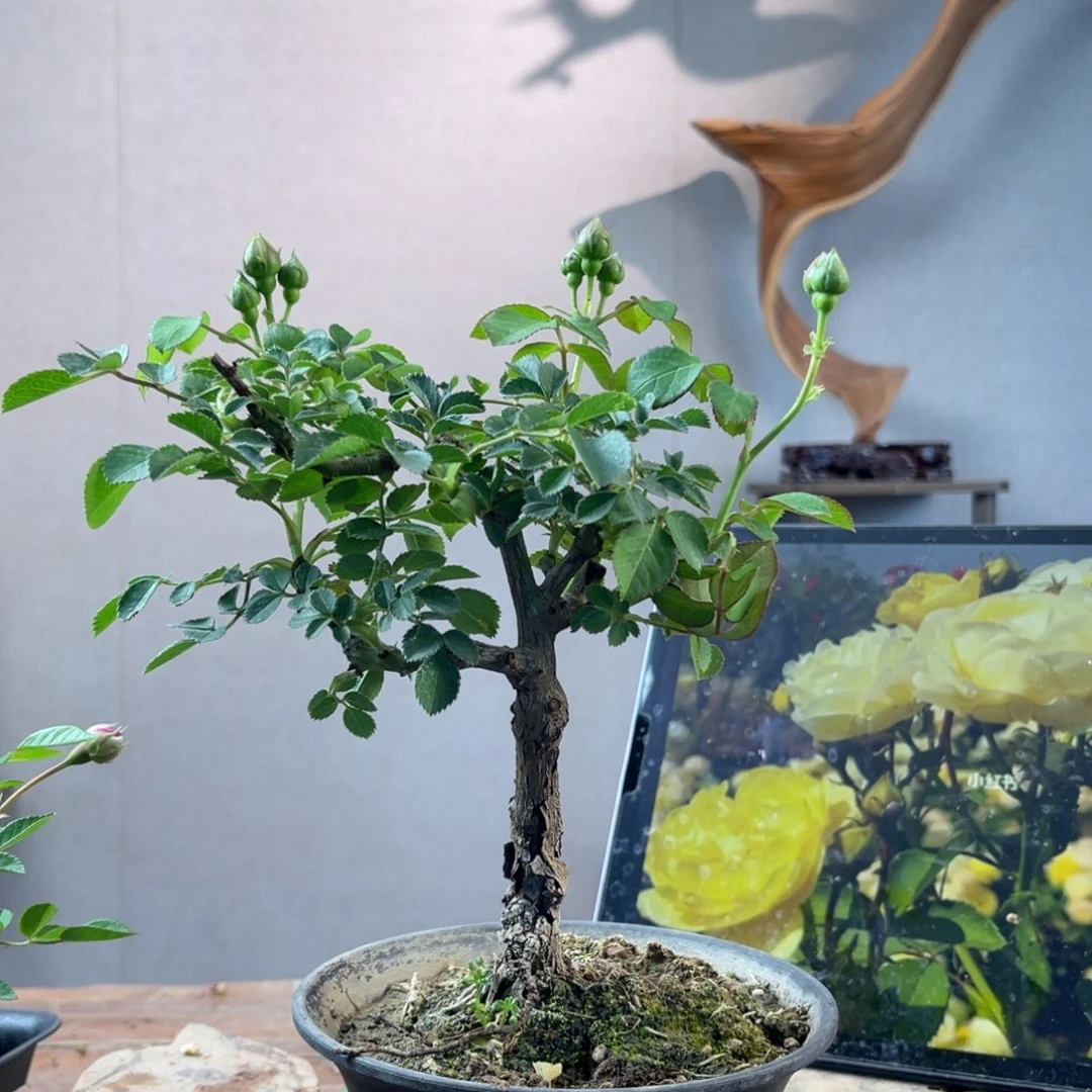 风*微月季微月季微月季