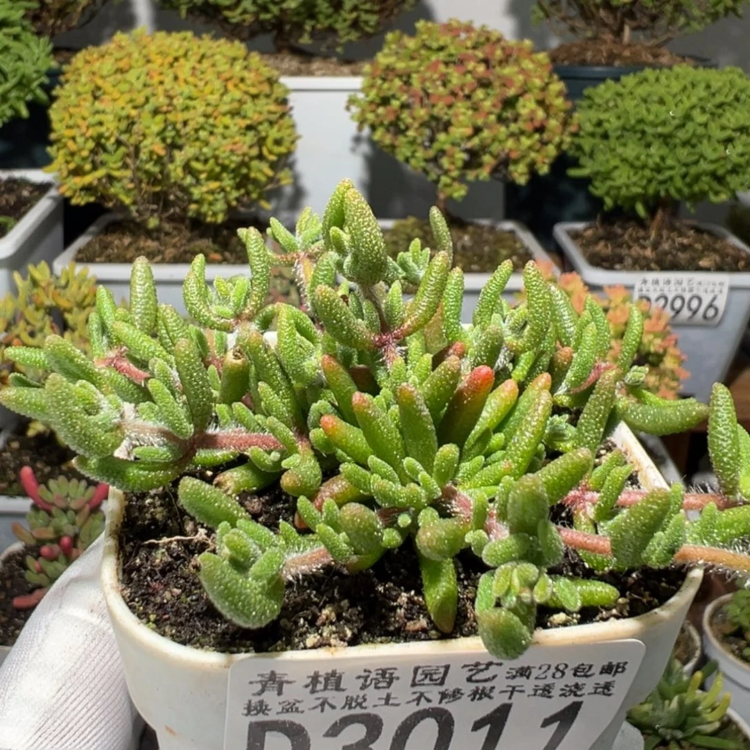 D3011狐尾枝干满28包邮