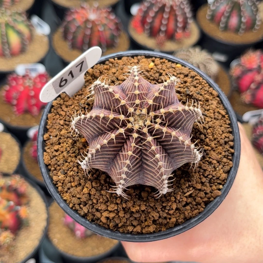 @*蛋专拍的 米哈仙人球