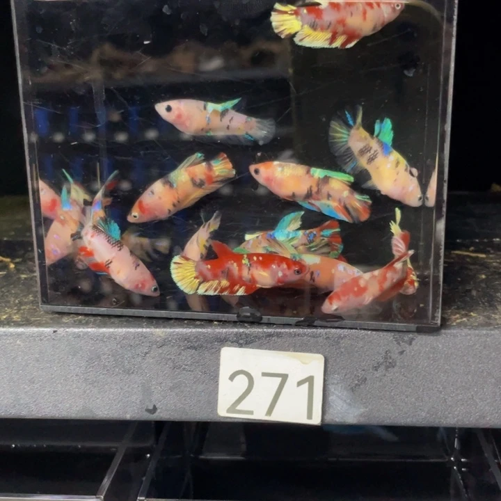海水四只巨斗母鱼