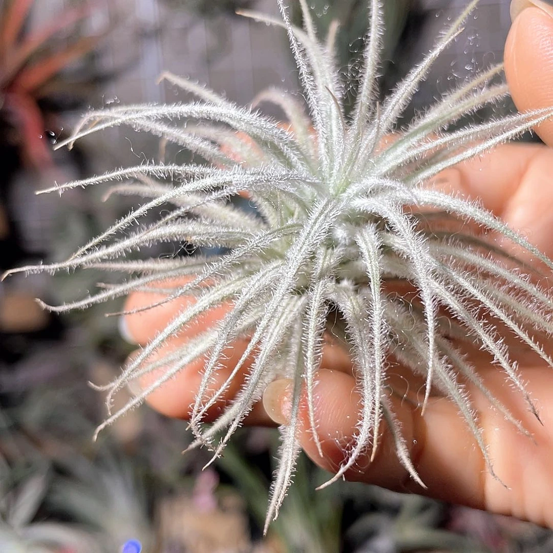 鸡毛掸子空气凤梨