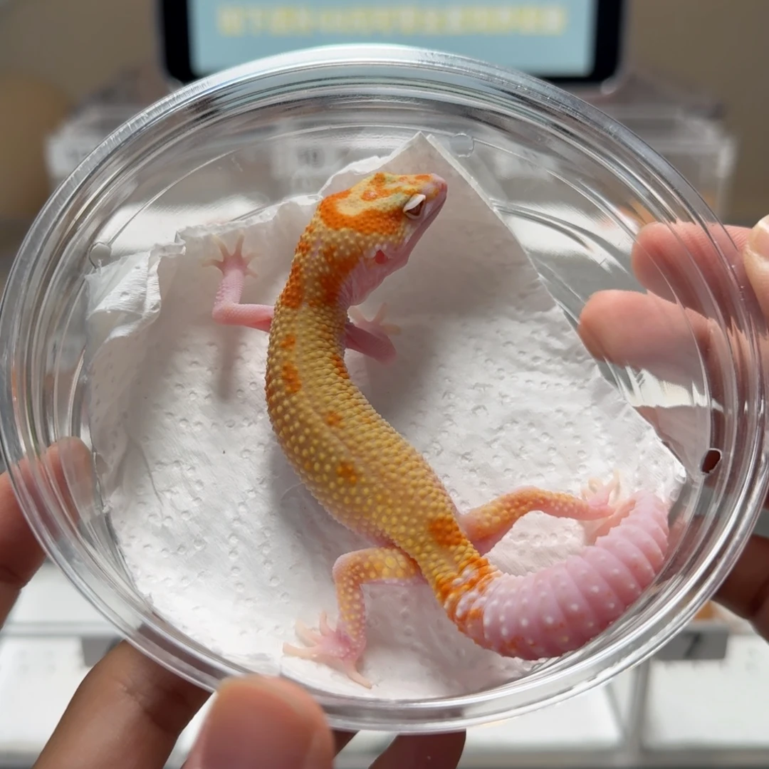 豹纹守宫蜡笔川普妹妹