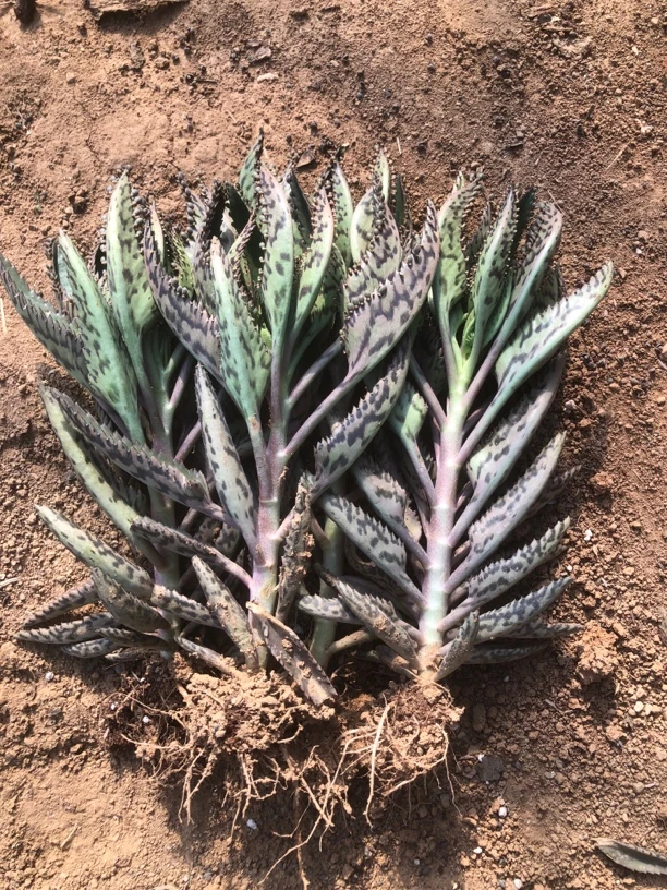 不死鸟30CM+，落地生根，羽叶不死鸟，嫁接砧木。