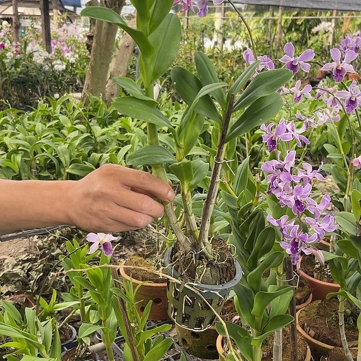 当前无花朵，栽培后可花朵紫松鼠量拍