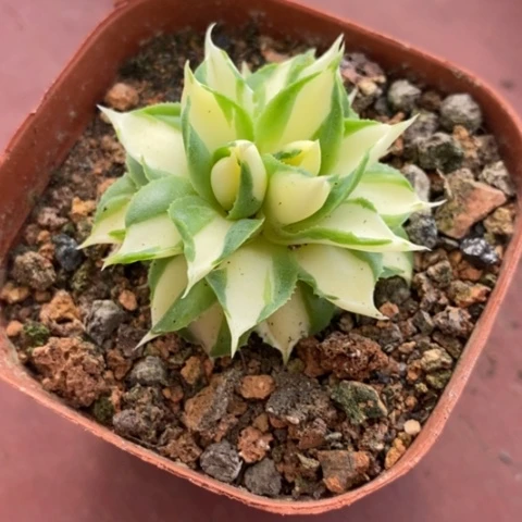 何*乌黄中斑单4仙人球