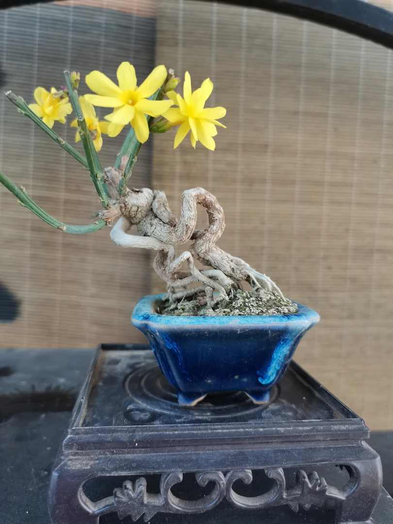 三台迎春童子功掌中宝老桩