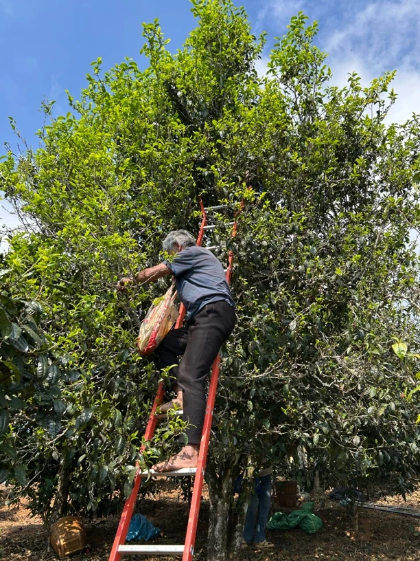 【岔箐单株】2025年春岔箐单株散茶普洱茶 生茶