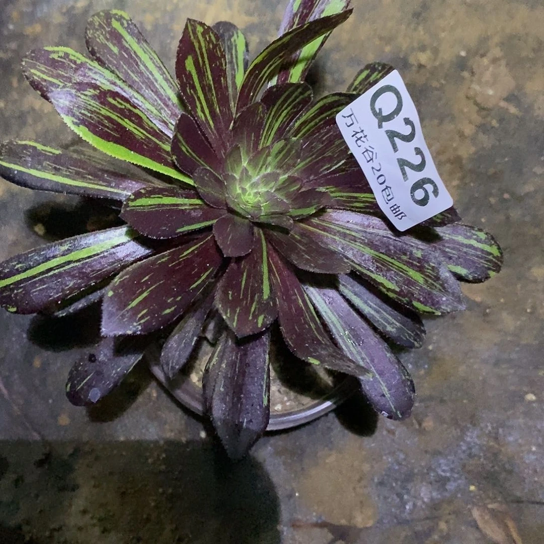 226水墨丹青多肉植物