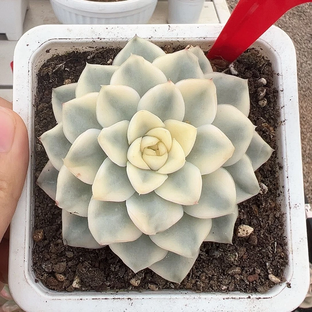 153号雪鸢锦多肉植物