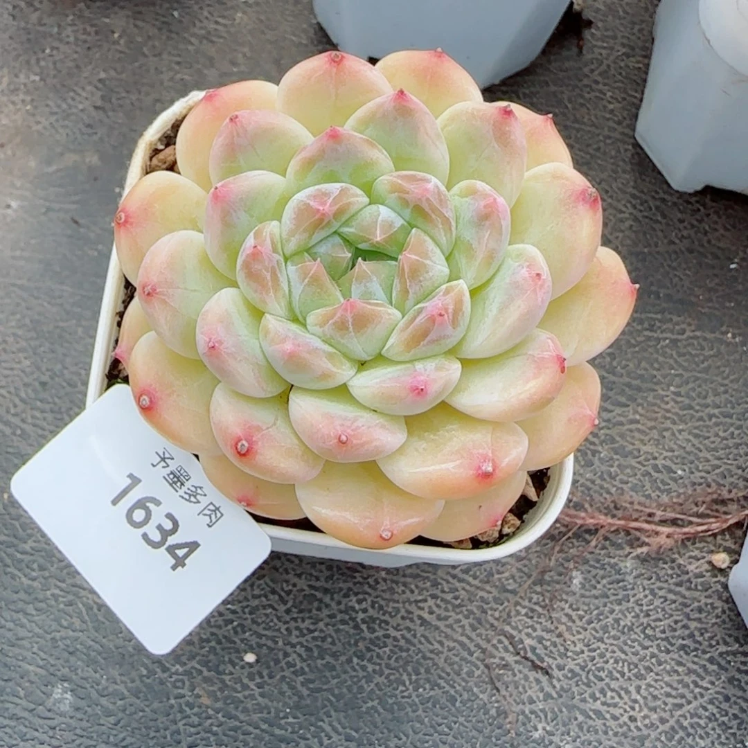 黄冰魄，1634多肉植物