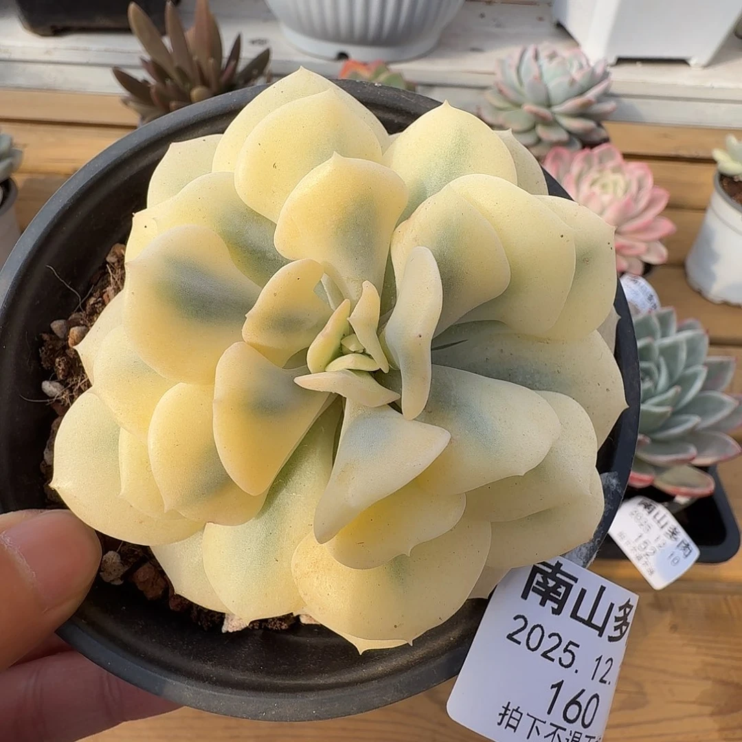 雪精灵锦1111210-160