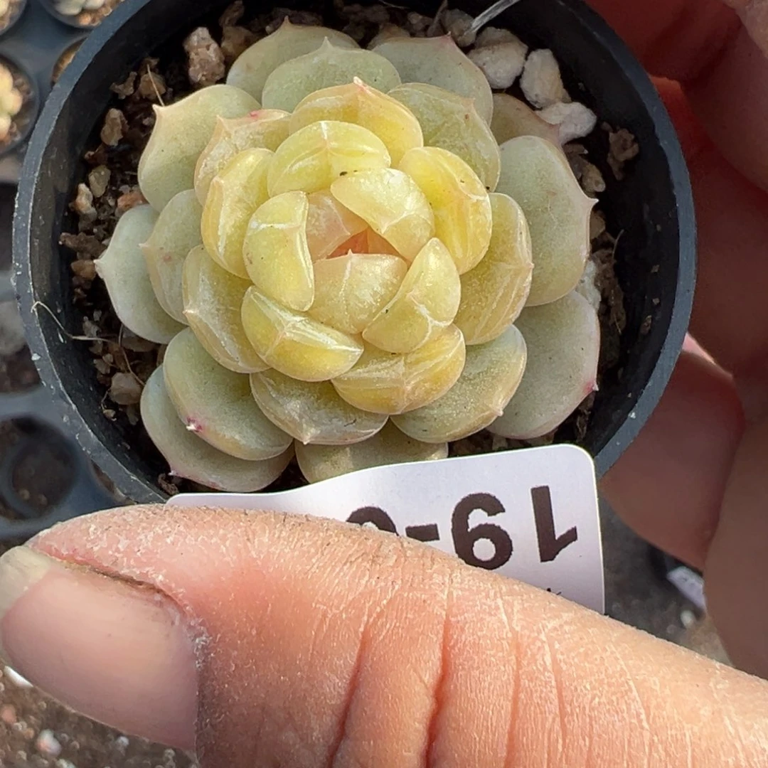 小卡拉米糖心一物一拍19-45