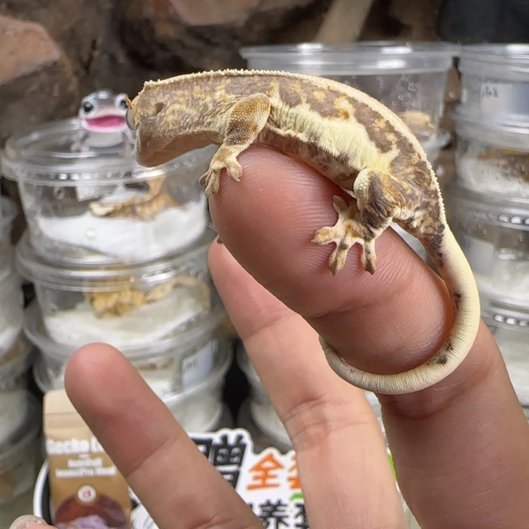 麦***当睫角守宫三色莉莉