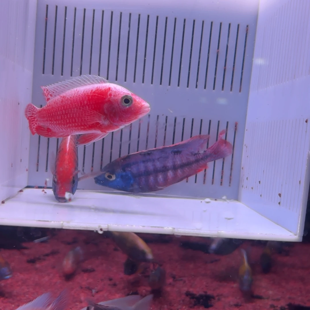 慈鲷鱼直播83号3条其中备损1条