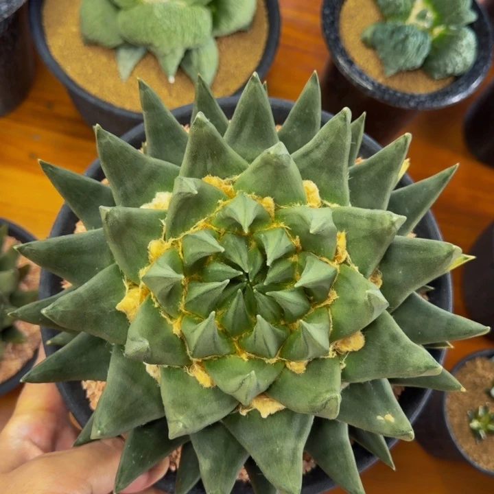 巴索早期培育的蓝霸龙牙