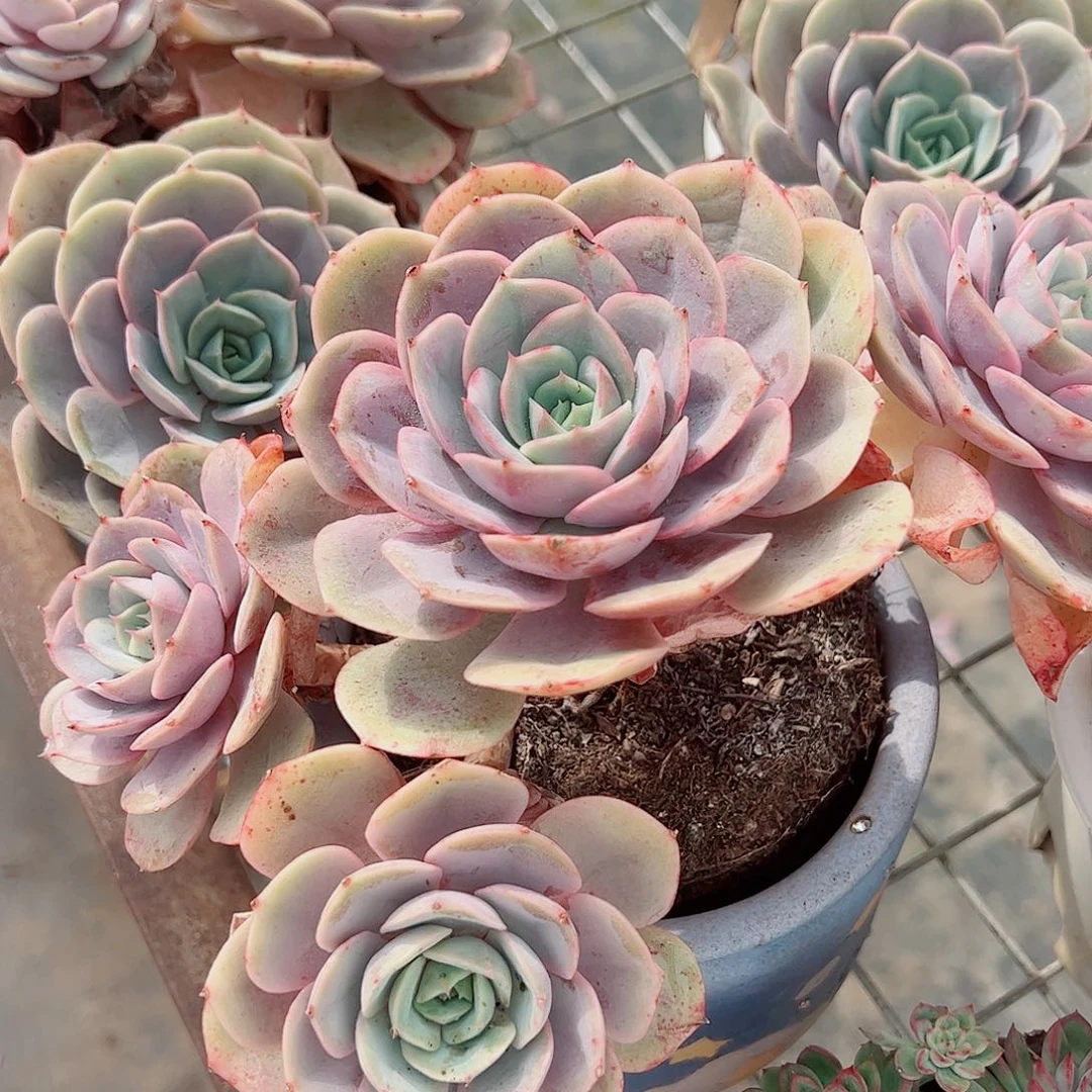 蓝色苍鹭多头群生老桩特价