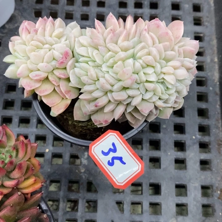 陈*一物一拍奶油美人缀35