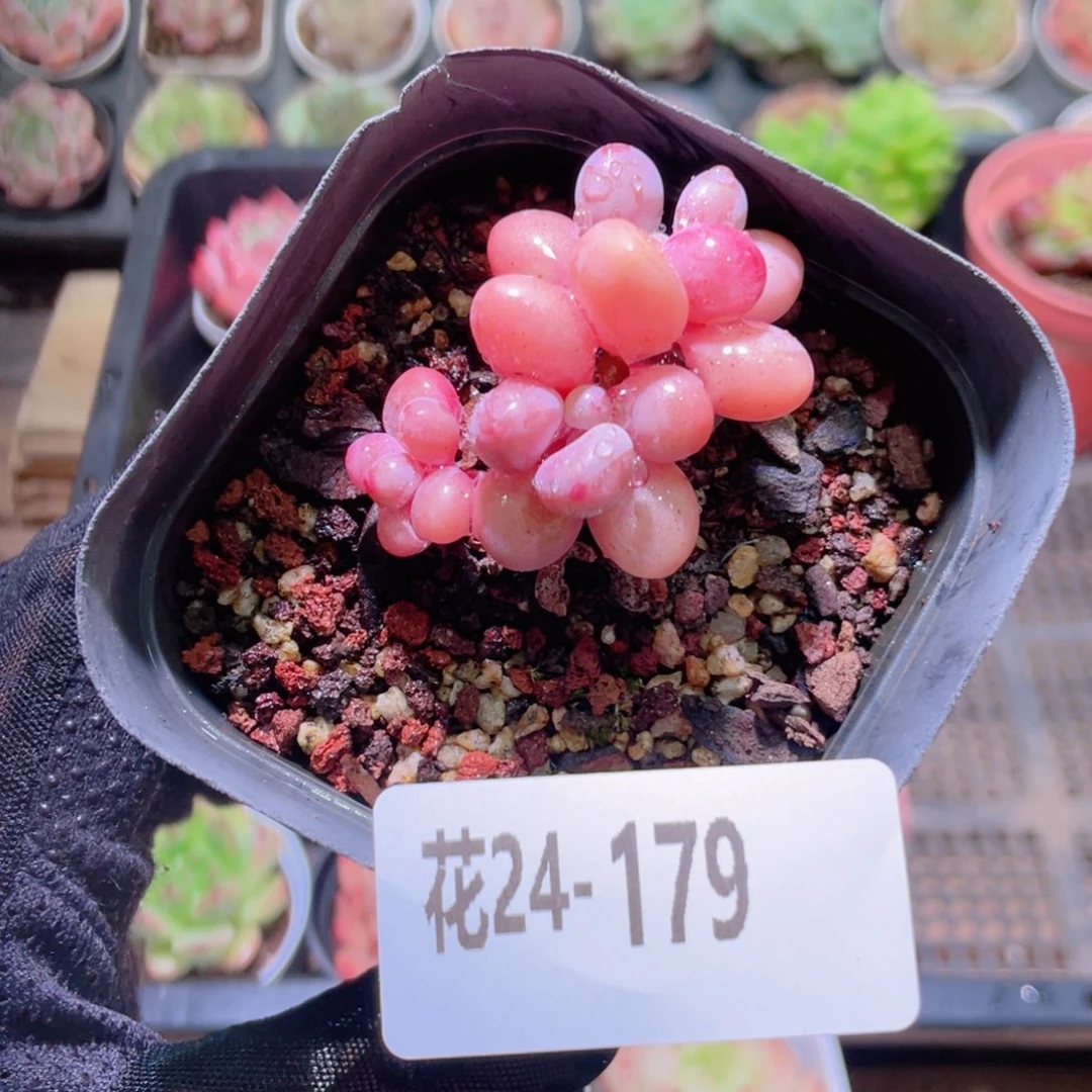 花利美24-179桃蛋