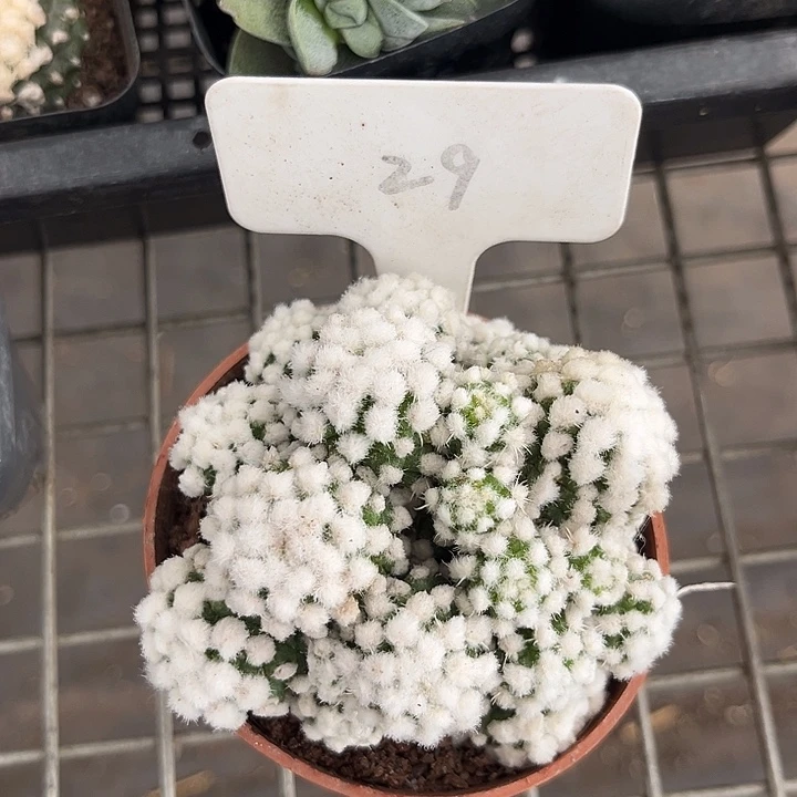 我也不知道我为什么要