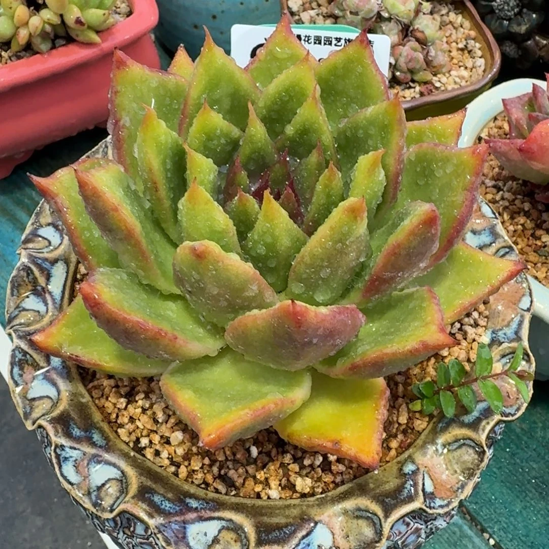 从前慢多肉精选编号1008.111原始苏奥宝石