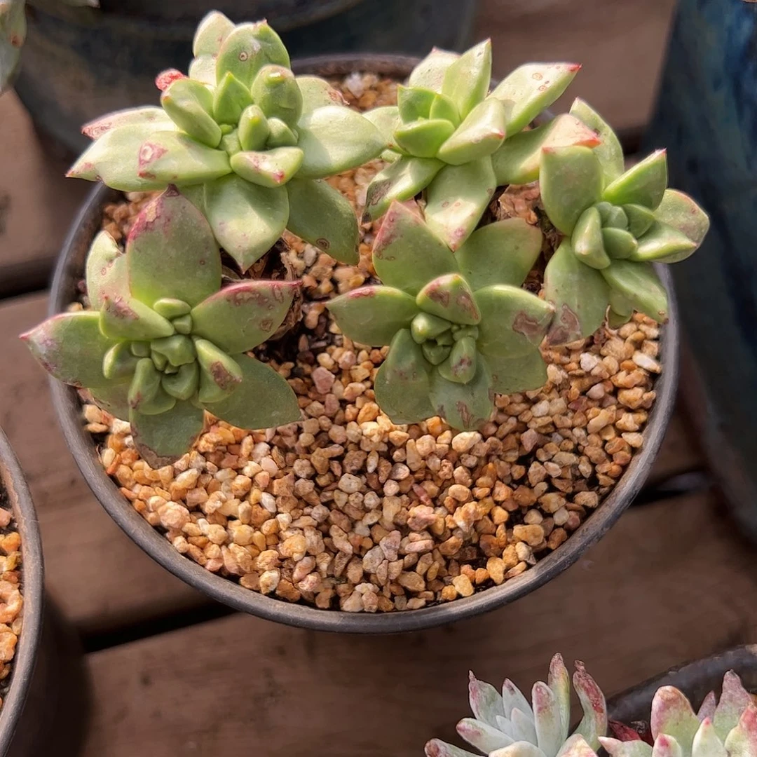 5049青岗苹果叶仙女杯