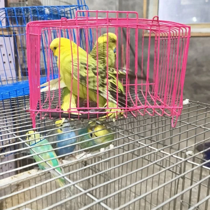 虎皮鹦鹉大头鹦鹉