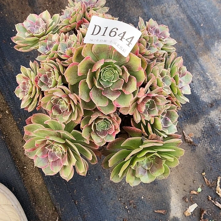 1644粉花妖多肉植物